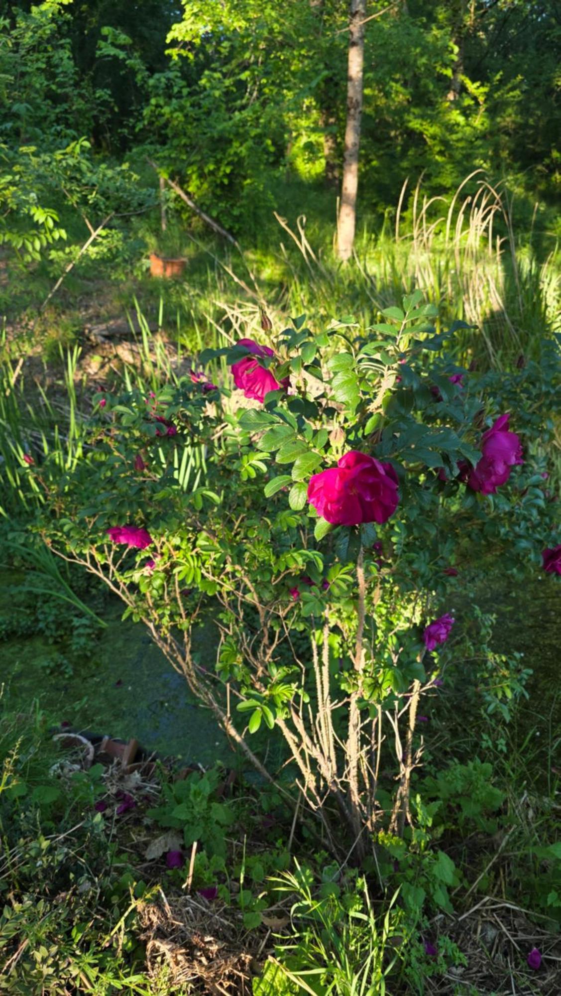 Chateau De Pourpry Damiatte 外观 照片